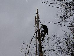 Das abtragen einer Birke wird gezeigt