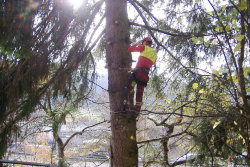 Das abtragen eines Baumes mit Seilkettertechnik wird gezeigt