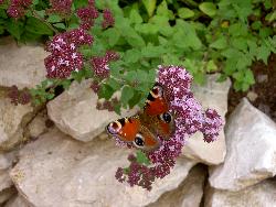 Bild von einem Schmetterling auf einer Majoranbluete