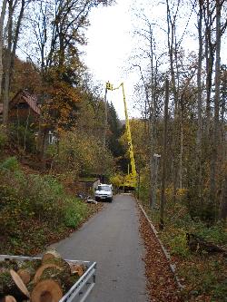 Das Baum faellen mit einem Steiger wird gezeigt